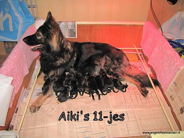 April 2011, Elf pups geboren, Aiki's Elfjes!